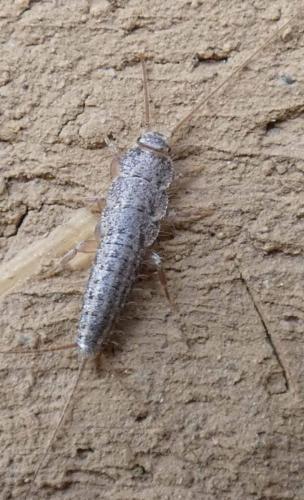 Ctenolepisma sp.